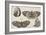 Four Butterflies-Wenceslaus Hollar-Framed Giclee Print