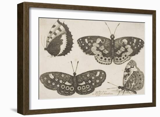 Four Butterflies-Wenceslaus Hollar-Framed Giclee Print