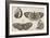 Four Butterflies-Wenceslaus Hollar-Framed Giclee Print