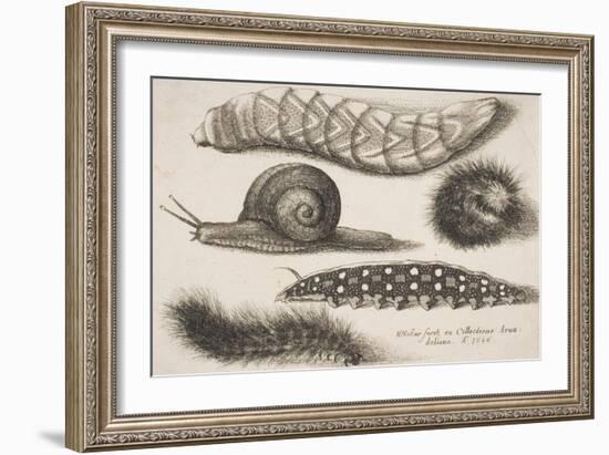 Four Caterpillars and a Snail-Wenceslaus Hollar-Framed Giclee Print