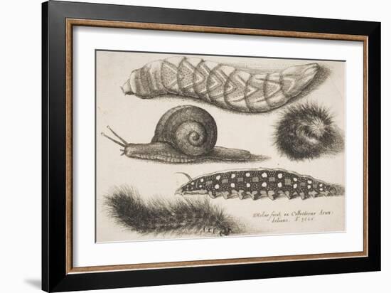 Four Caterpillars and a Snail-Wenceslaus Hollar-Framed Giclee Print