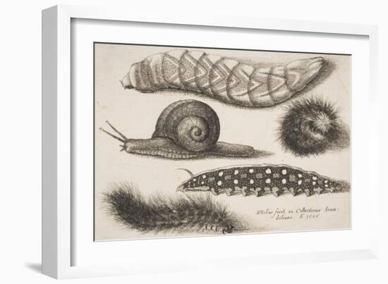 Four Caterpillars and a Snail-Wenceslaus Hollar-Framed Giclee Print