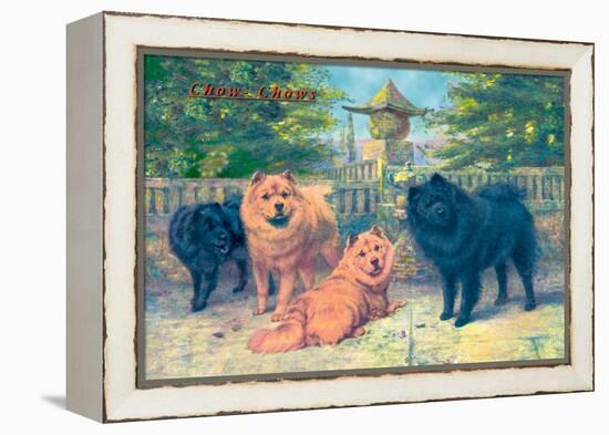 Four Champion Chow-Chows-null-Framed Stretched Canvas