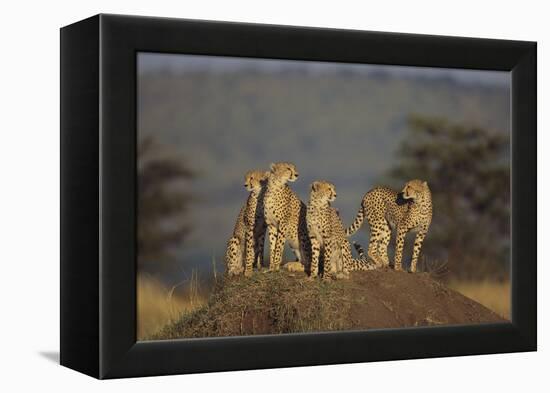 Four Cheetahs-DLILLC-Framed Premier Image Canvas