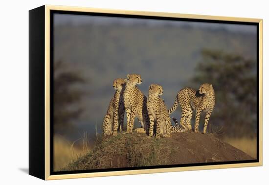 Four Cheetahs-DLILLC-Framed Premier Image Canvas