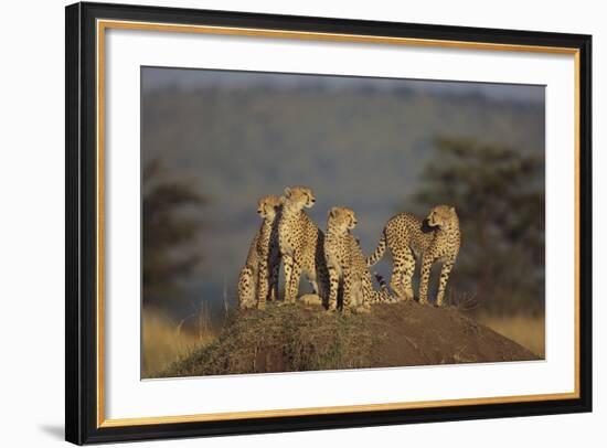 Four Cheetahs-DLILLC-Framed Photographic Print