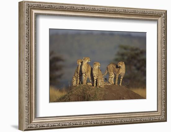 Four Cheetahs-DLILLC-Framed Photographic Print