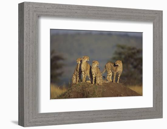 Four Cheetahs-DLILLC-Framed Photographic Print