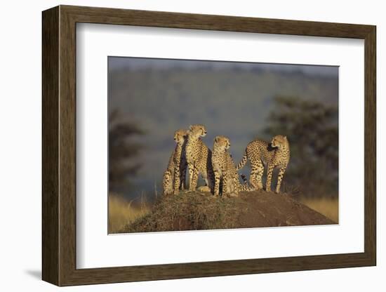 Four Cheetahs-DLILLC-Framed Photographic Print