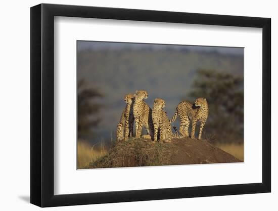 Four Cheetahs-DLILLC-Framed Photographic Print