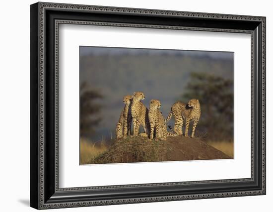 Four Cheetahs-DLILLC-Framed Photographic Print