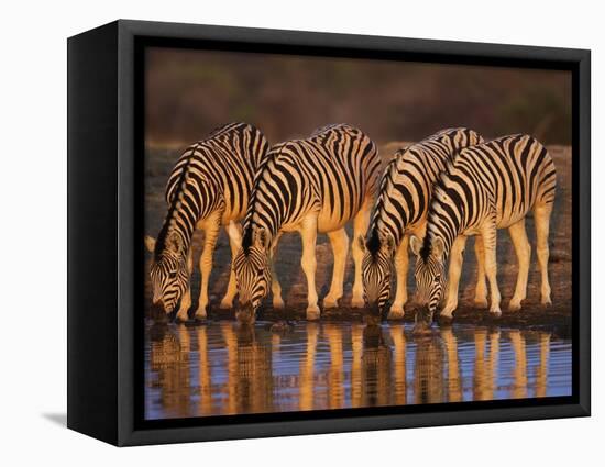 Four Common Zebra, Drinking at Water Hole, Etosha National Park, Namibia-Tony Heald-Framed Premier Image Canvas