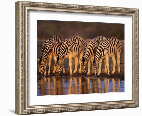 Four Common Zebra, Drinking at Water Hole, Etosha National Park, Namibia-Tony Heald-Framed Photographic Print