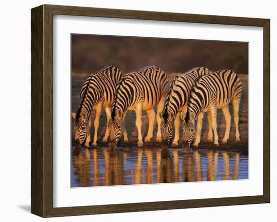 Four Common Zebra, Drinking at Water Hole, Etosha National Park, Namibia-Tony Heald-Framed Photographic Print