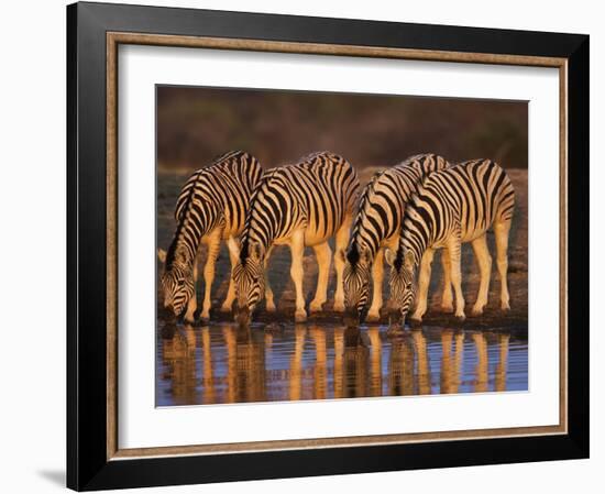 Four Common Zebra, Drinking at Water Hole, Etosha National Park, Namibia-Tony Heald-Framed Photographic Print