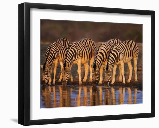 Four Common Zebra, Drinking at Water Hole, Etosha National Park, Namibia-Tony Heald-Framed Photographic Print