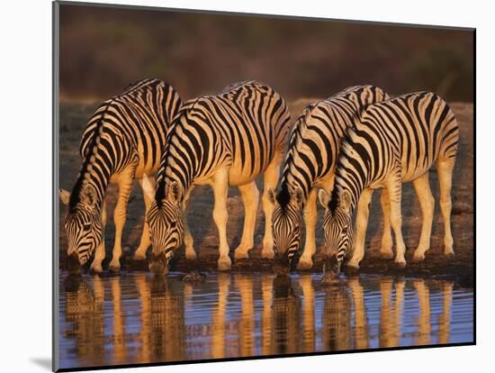 Four Common Zebra, Drinking at Water Hole, Etosha National Park, Namibia-Tony Heald-Mounted Photographic Print