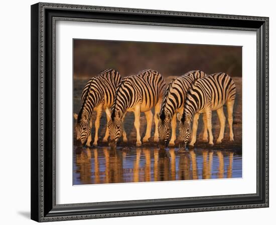 Four Common Zebra, Drinking at Water Hole, Etosha National Park, Namibia-Tony Heald-Framed Photographic Print