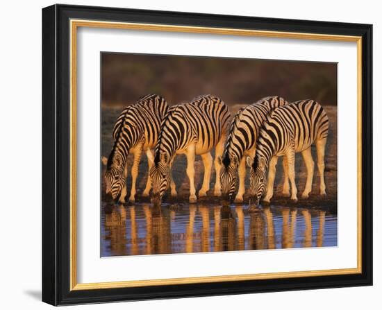 Four Common Zebra, Drinking at Water Hole, Etosha National Park, Namibia-Tony Heald-Framed Photographic Print