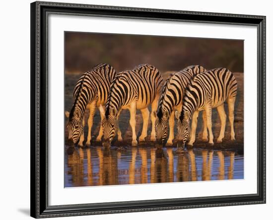 Four Common Zebra, Drinking at Water Hole, Etosha National Park, Namibia-Tony Heald-Framed Photographic Print