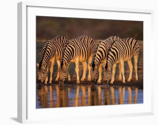 Four Common Zebra, Drinking at Water Hole, Etosha National Park, Namibia-Tony Heald-Framed Photographic Print