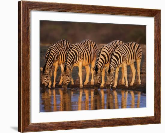 Four Common Zebra, Drinking at Water Hole, Etosha National Park, Namibia-Tony Heald-Framed Photographic Print