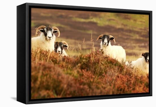 Four Curious Black Face Sheep in the Cairngorms, Scotland-pink candy-Framed Premier Image Canvas