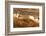 Four Curious Black Face Sheep in the Cairngorms, Scotland-pink candy-Framed Photographic Print