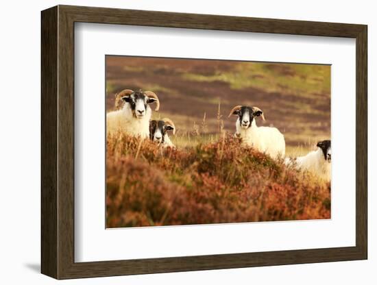 Four Curious Black Face Sheep in the Cairngorms, Scotland-pink candy-Framed Photographic Print