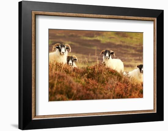 Four Curious Black Face Sheep in the Cairngorms, Scotland-pink candy-Framed Photographic Print