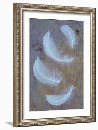 Four Curved White Swan Feathers Lying On Pink And Orange Rough Slate-Den Reader-Framed Photographic Print