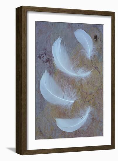 Four Curved White Swan Feathers Lying On Pink And Orange Rough Slate-Den Reader-Framed Photographic Print
