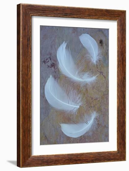 Four Curved White Swan Feathers Lying On Pink And Orange Rough Slate-Den Reader-Framed Photographic Print