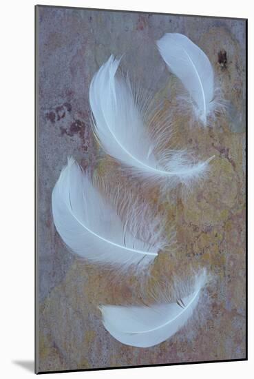 Four Curved White Swan Feathers Lying On Pink And Orange Rough Slate-Den Reader-Mounted Photographic Print