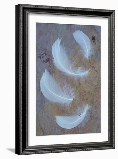 Four Curved White Swan Feathers Lying On Pink And Orange Rough Slate-Den Reader-Framed Photographic Print