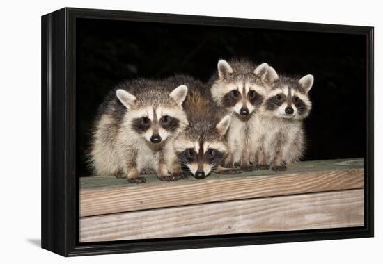 Four Cute Baby Raccoons on A Deck Railing-EEI_Tony-Framed Premier Image Canvas