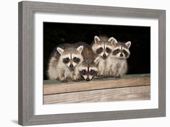 Four Cute Baby Raccoons on A Deck Railing-EEI_Tony-Framed Photographic Print