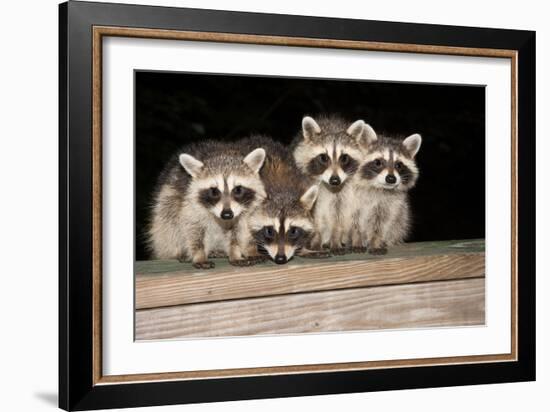 Four Cute Baby Raccoons on A Deck Railing-EEI_Tony-Framed Photographic Print