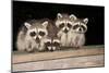 Four Cute Baby Raccoons on A Deck Railing-EEI_Tony-Mounted Photographic Print