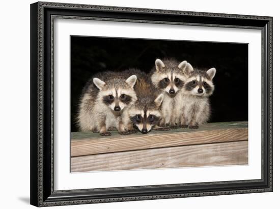 Four Cute Baby Raccoons on A Deck Railing-EEI_Tony-Framed Photographic Print