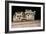 Four Cute Baby Raccoons on A Deck Railing-EEI_Tony-Framed Photographic Print