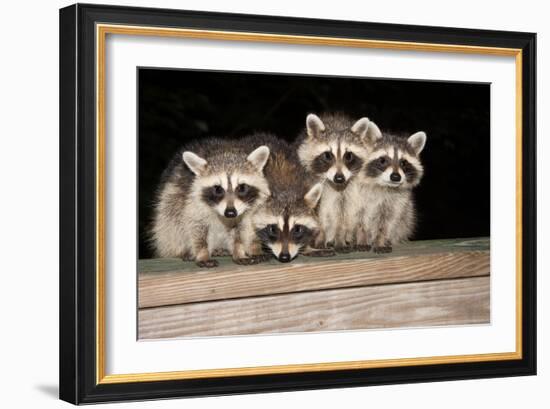 Four Cute Baby Raccoons on A Deck Railing-EEI_Tony-Framed Photographic Print