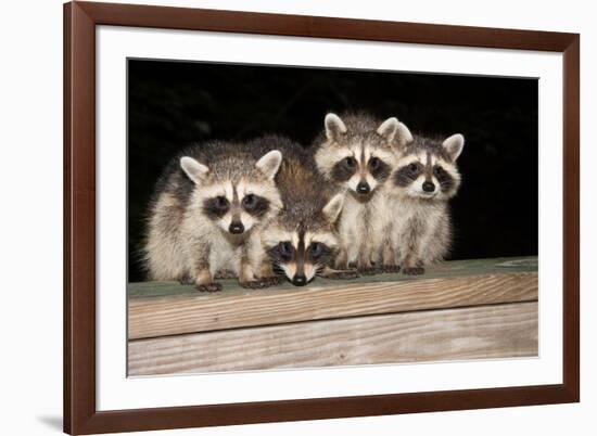 Four Cute Baby Raccoons on A Deck Railing-EEI_Tony-Framed Photographic Print