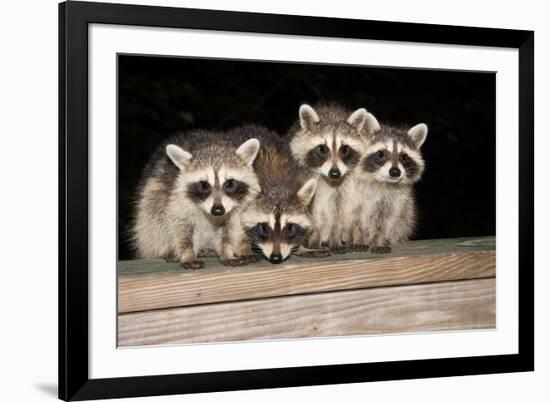 Four Cute Baby Raccoons on A Deck Railing-EEI_Tony-Framed Photographic Print