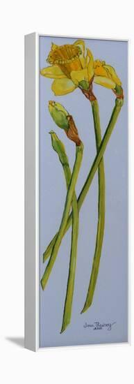 Four Daffodil Stems 2011-Joan Thewsey-Framed Premier Image Canvas