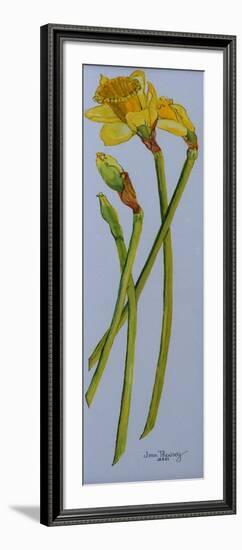 Four Daffodil Stems 2011-Joan Thewsey-Framed Giclee Print