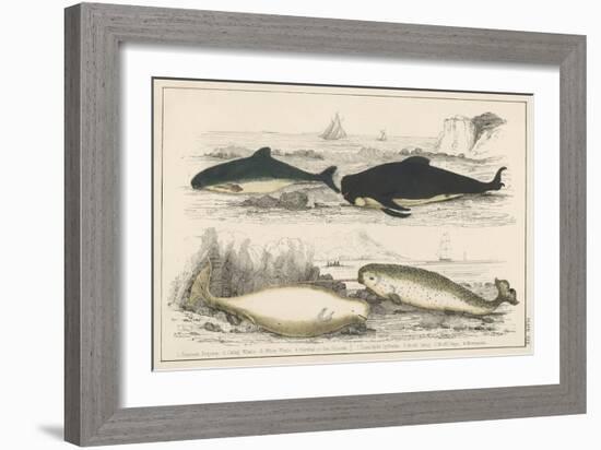 Four Different Whales Including the Porpoise Ca'Ing Whale White Whale and the Narwhal-null-Framed Art Print