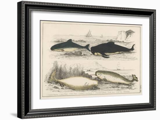 Four Different Whales Including the Porpoise Ca'Ing Whale White Whale and the Narwhal-null-Framed Art Print