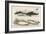 Four Different Whales Including the Porpoise Ca'Ing Whale White Whale and the Narwhal-null-Framed Art Print