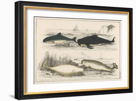 Four Different Whales Including the Porpoise Ca'Ing Whale White Whale and the Narwhal-null-Framed Art Print